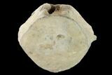 Fossil Whale Lumbar Vertebra - Yorktown Formation #159510-2